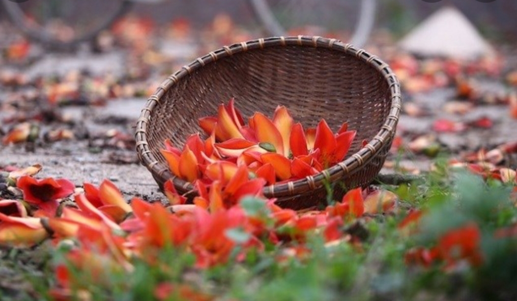 Hoa gạo lưng trời: Sắc xuân mang vẻ đẹp của quê nhà!  