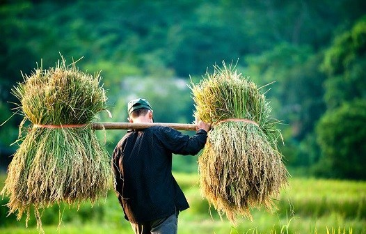 Văn học đề tài nông thôn: Liệu có bị “bỏ quên”?