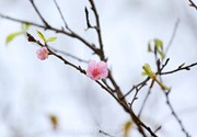 “Lời của mùa xuân”: Biêng biếc cành yêu đương đơm nhụy
