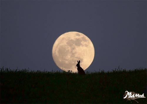 Sự tích hình thỏ trên mặt trăng